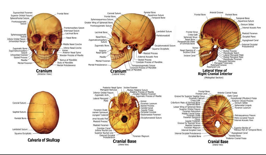 LYOU Human Skull Model for Learning, Skull Model, Life Size Human Head Skull Anatomical Model, Not Smudged for Medical Student Human Anatomy Study Course(White Skull)
