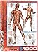 EuroGraphics Muscular System Puzzle (1000-Piece) (6000-2015)