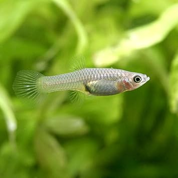 Amazon 熱帯魚 エンドラーズ グッピー メス 外国産 ５匹 北海道 九州航空便要保温 Charm チャーム 観賞魚 水中生物 通販