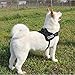 Dog Harness, PYRUS K8 No Pull Harness Dog Leash Padded Pet Walking Harness Heavy Duty for Dogs ( L )