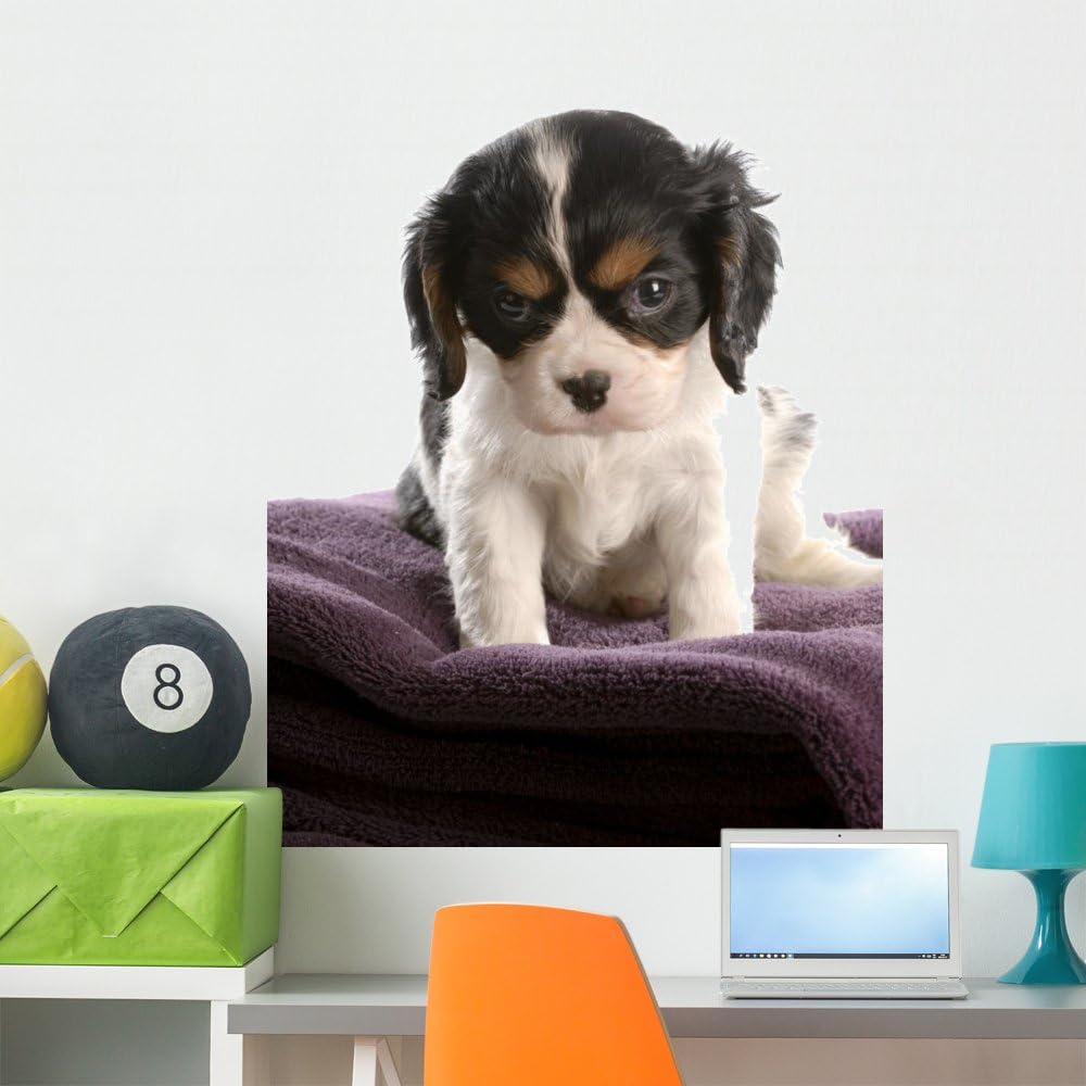 tri color cavalier king charles spaniel puppy