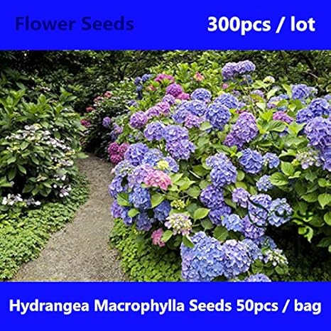Amazon.com : Beautifying Hydrangea Macrophylla Seeds 300pcs, Hortensia ...