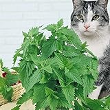 Seeds Herb Lemon Catnip Russian Heirloom Herb Seed
