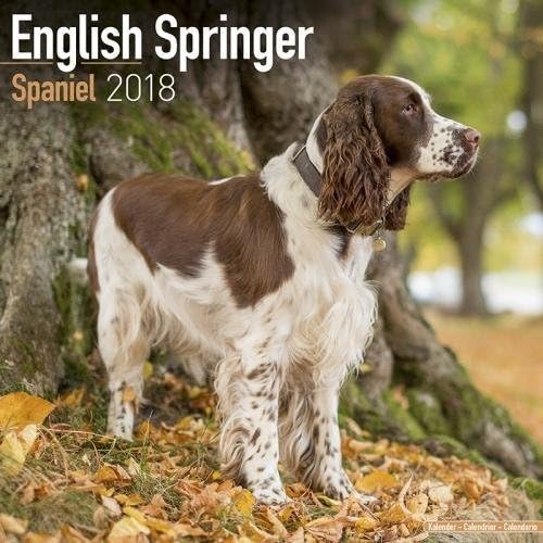 Eng Springer Spaniel (Euro) Calendar - Dog Breed Calendars - 2017-2018 wall Calendars - 16 Month by Avonside