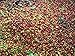 Ethiopian Queen City Harrar Grade 4 Coffee Beans (Unroasted Green Beans, 2.5 Pounds Whole Beans)