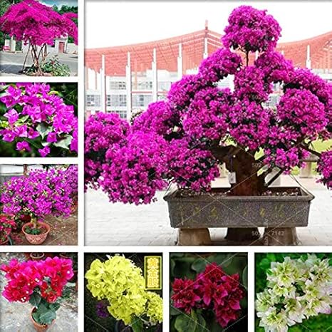 Amazon Co Jp 50個のホームガーデンの植栽のためのミニブーゲンビリア盆栽 鉢植え Mudas デ フローレス 様々な完全な 出芽率95 ミックス ホーム キッチン