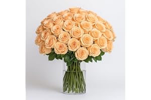 GlobalRose 75 Peach Roses Bouquet - Responsibly Sourced Roses Fresh Flowers - Hand-Picked Flowers Fresh Bouquet for Graduation, Anniversary, Birthday & Special Occasions (4 Bunches of 25 Stems)