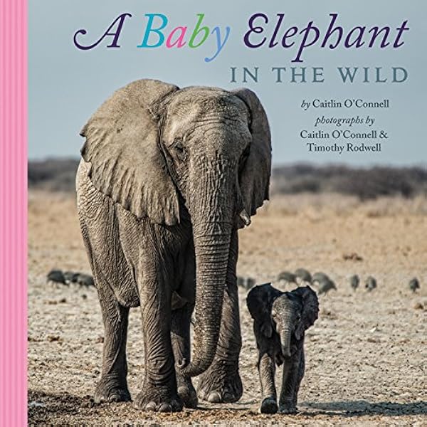 A Baby Elephant In The Wild O Connell Caitlin Rodwell Timothy Amazon Com Books