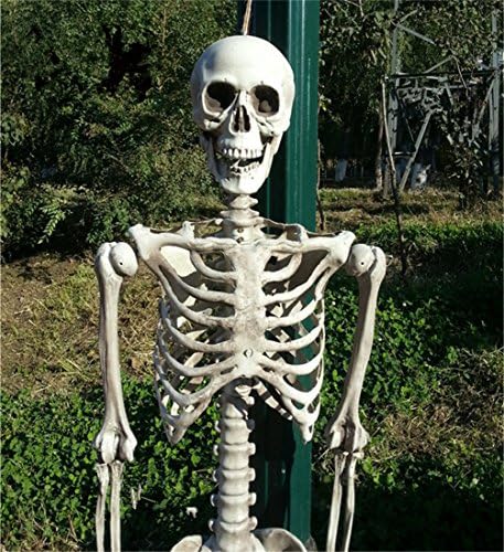 Abrante 5.4FT Halloween Full Body Skeleton With Movable Limbs For Halloween Decoration