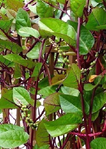 Tropica Legumes Epinard De Malabar Rouge Basella Rubra 15