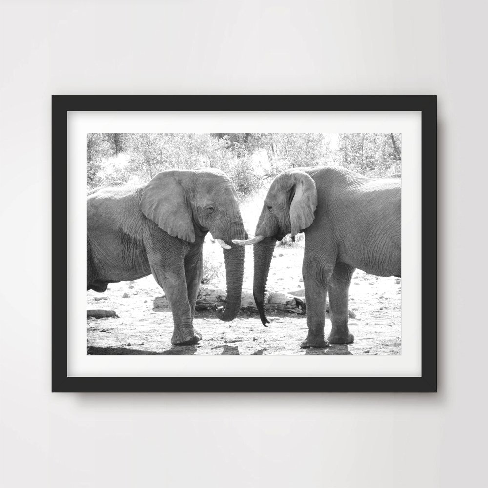 Amazon Com Animal Art Print Poster Elephants Black White Wildlife