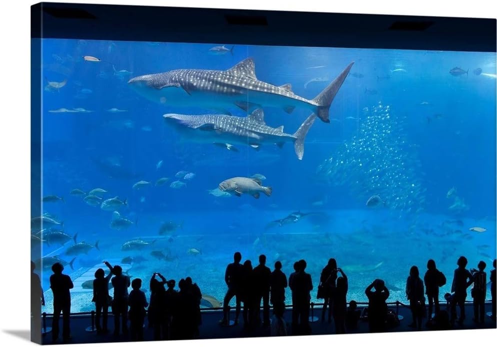 Whale Sharks Swimming in a Large Aquarium Tank, Japan Canvas Wall Art Print, 18"x12"x1.25"