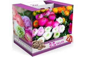 YOKEBOM Ranunculus Bulbs for Planting, 25 Mix Ranunculus Bulbs for Fall Planting, French Peony Ranunculus Corms Bulk Ranunculus Flowers Buttercups, Butterfly Ranunculus Bulbs