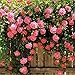 Trenton 100 Pcs Climbing Rose Seeds Garden Home Balcony Fences Decor Plants Flowers - Pink