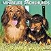2016 Just Mini Dachshunds Wall Calendar