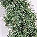 Northlight Canadian Pine Mini Artificial Christmas Wreath - 12