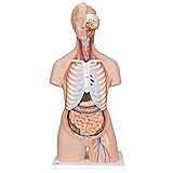 3B Scientific Classic Unisex Torso, 21-Part