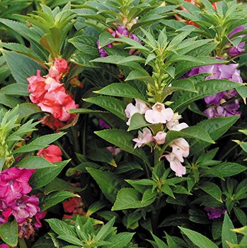 国華園 種 花たね ホウセンカ混合 1袋 15粒 21年春商品 花 Amazon