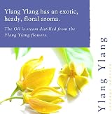 Absolute Aromas Ylang Ylang Essential Oil 10ml 100% Pure Natural view 2