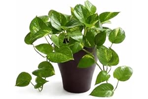 Money Plant, Pothos Plant, Live Indoor Houseplant, Green Foliage, Potted in Black Container