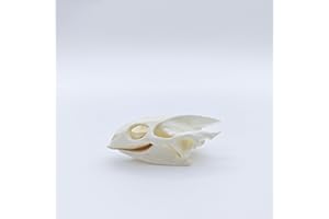 ZONYANSO Natural Animal Skull Real Bone Specimen Taxidermy Fox Skull Raccoon Dog Skull Cat Skull Mink Skull Turtle Skull Science Education (Turtle Skull)