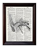 Human Ear - Dictionary Art Print