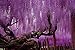Photo Wallpaper – Wisteria – Picture Decoration Purple Chinese Tree Mystic Forest Fairy Tale Avenue Nature Garden Landscape Image Decor Wall Mural (82.7x55.1in - 210x140cm)