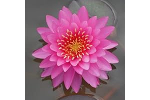 Planterest - Colorado Pink Hardy Water Lily Rhizome Live Aquarium Pond Plant BUY2GET1FREE