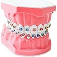 Orthodontic Dental Model with Brackets for Educational Demonstration - Silicone Teeth Typodont with Braces, Anatomic Teaching