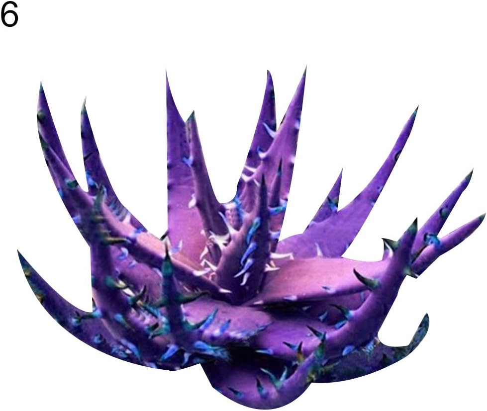Afco 100Pcs Rare Aloe Vera Succulent Plant Perennial Anti-Radiation Home Garden Seeds Wonderful Gardening Gifts