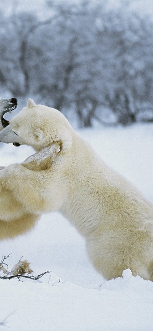 PeelitStickit Two Snow Bear, Animal Wall Murals ID-034, vinyl