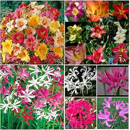 FernsFly IMP. Combo Pack Day Lily Flower Bulbs + Nerine Lily Flower Bulbs Combo Aromatic Flower Bulbs Pack Home Outdoor Gardening Flowers Blooming planting pack of 3 (3 Day Lily + 3 Nerine Lily)