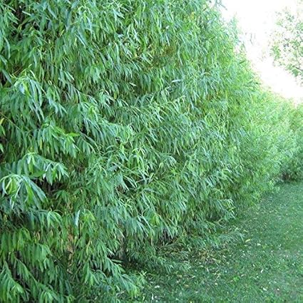 are willow trees poisonous to dogs