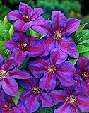 Mrs. N. Thompson Clematis Vine - Purple & Scarlet Blooms - 2.5
