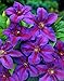 Mrs. N. Thompson Clematis Vine - Purple & Scarlet Blooms - 2.5" Pot