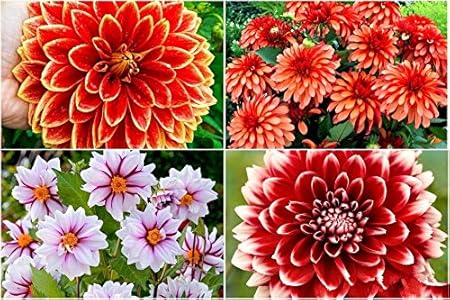 FERNSFLY Flower Bulbs IMP. Dahlia | Dhalia | Dahalia Perennial Flower Bulbs Excellent Quality Attractive Aromatic Flower Home Outdoor Gardening Flowering Bulbs (Pack Of 6 Mutli Collection)