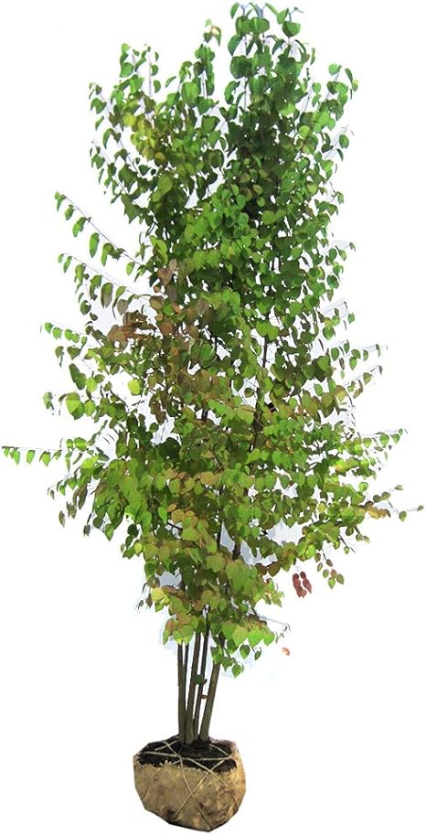 Amazon カツラ株立ち 樹高2 5m前後 落葉 高木 良好株 シンボルツリー 庭木 植木