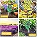Strailboard Soil pH Meter, Soil Moisture Meter 3-in-1 Moisture,Light and PH Test Kits, Plant Care for Garden, Lawn, Farm, Indoor & Outdoorthumb 2