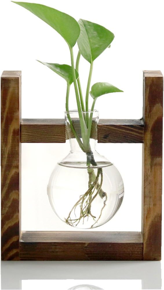 Best Home Decor Glass Plants