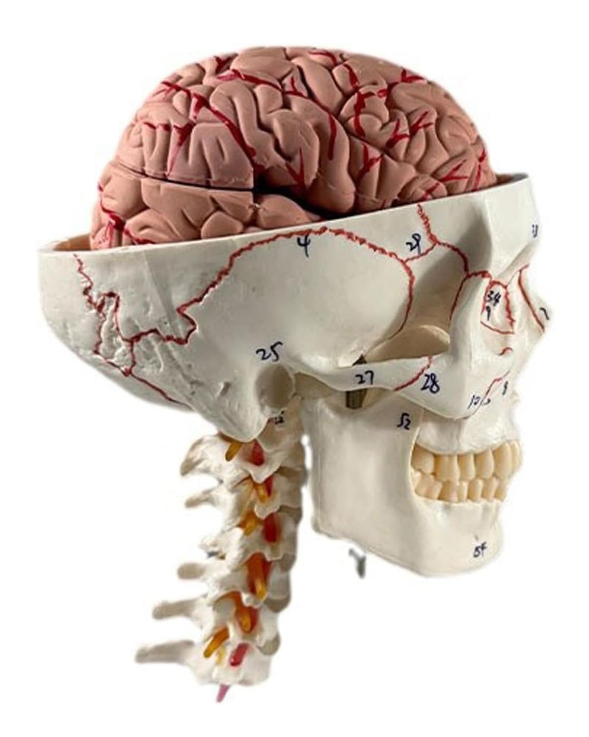 Life Size Human Skull and Brain Anatomy Model, 11 Parts, Medical Teaching Tool, 7.8x5.5x10.6 inches