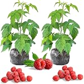 2 Caroline Red Raspberry Plants Live, Berry Fruit Tree Outdoor, 5-10" Tall | Average Water, Full Sunlight, Zones 4-9, Loose Draining Soil, Summer Berries, Needs Trellis, Well-Rooted Plant