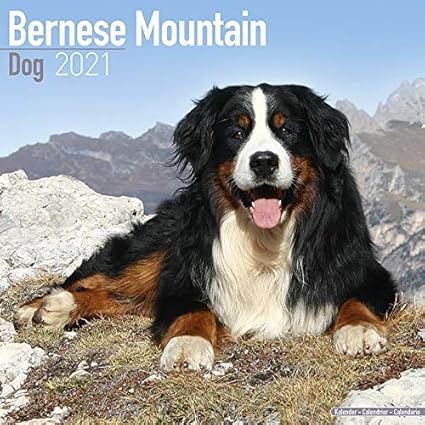 Calendrier 2021 Bouvier Bernois Av Chien De Race Bouvier Bernois Offert Un Agenda De Poche 2021 Amazon Fr Fournitures De Bureau