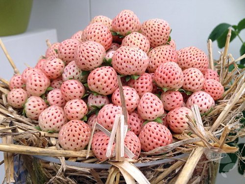 pineberry зурган илэрцүүд