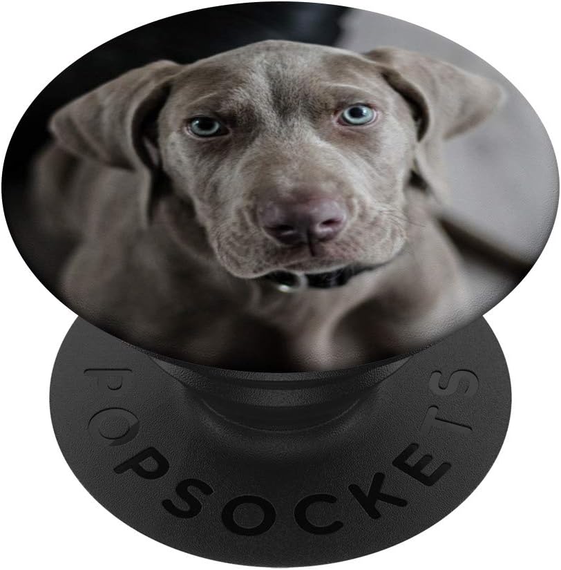 cute weimaraner puppies