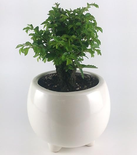 Amazon ミニ盆栽 楡欅 ニレケヤキ 観葉植物 オンライン通販 Amazon ミニ盆栽 楡欅 ニレケヤキ 観葉植物 オンライン通販