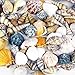 CYS EXCEL Approx 100 sea Shells, Sized at 0.75” to 2”, Mixed Beach Seashells, Arious Sizes Natural Seashells for Fish Tank, Vase Filler Sea Shells, Home Decorations, Wedding Décor