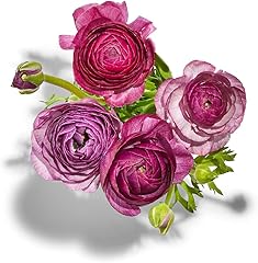 Floral Ranunculus, 1 EA