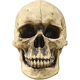 Wall Charmers Life Size Human Skull - 8.5" Realistic Faux Human Anatomy - Table Top Skeleton Head Home Decor