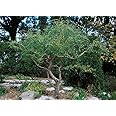 2 Corkscrew Willow Trees - Live Tree Cuttings - Branches and Leaves Curl Very Distinctly Grow 2 Corkscrew Willow Trees