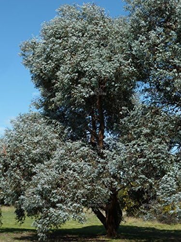 Eucalyptus cinerea SILVER DOLLAR EUCALYPTUS TREE Seeds!